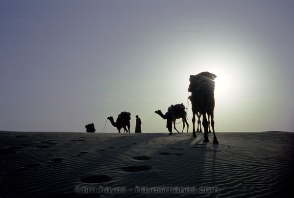 Rajasthani Camels
