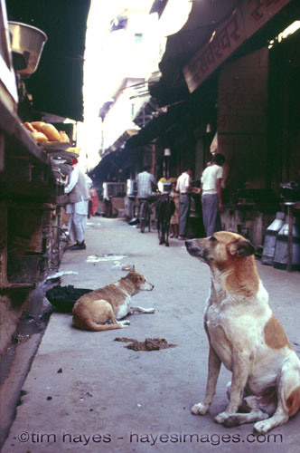 Pushkar Dog