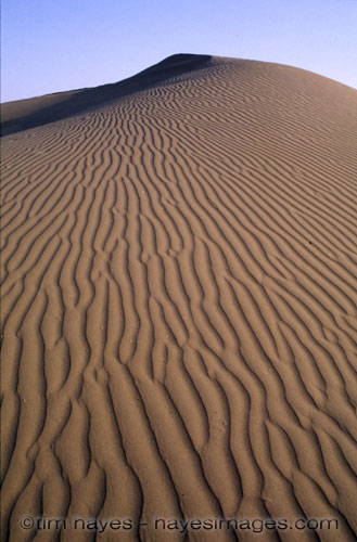 Rajasthan Sand Dune 2
