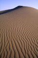 Rajasthan Sand Dune 2