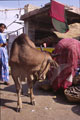 Udaipur Cow 1