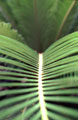 Palm Leaf 2