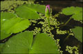 Thai Lotus Blossom